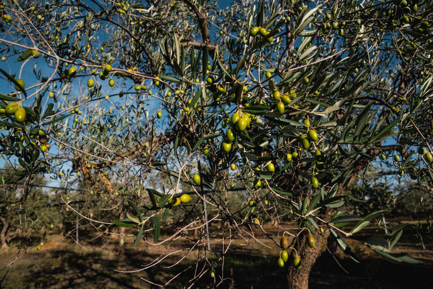 Taralli alle olive